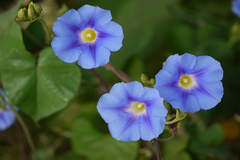 Ipomoea perlonga
